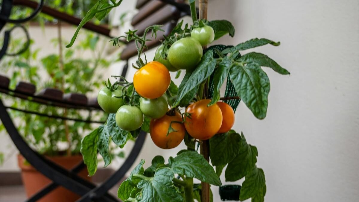 Kirschtomatenpflanze in einem Terrakottatopf auf einem Balkon