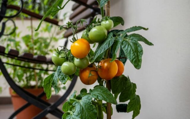 Kirschtomatenpflanze in einem Terrakottatopf auf einem Balkon