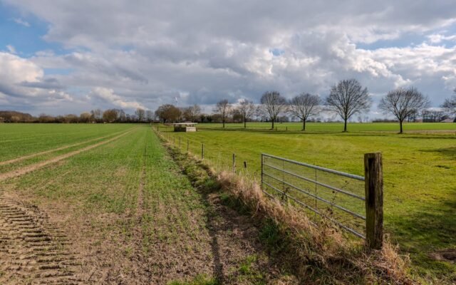 Weites ländliches Feld mit grünem Gras