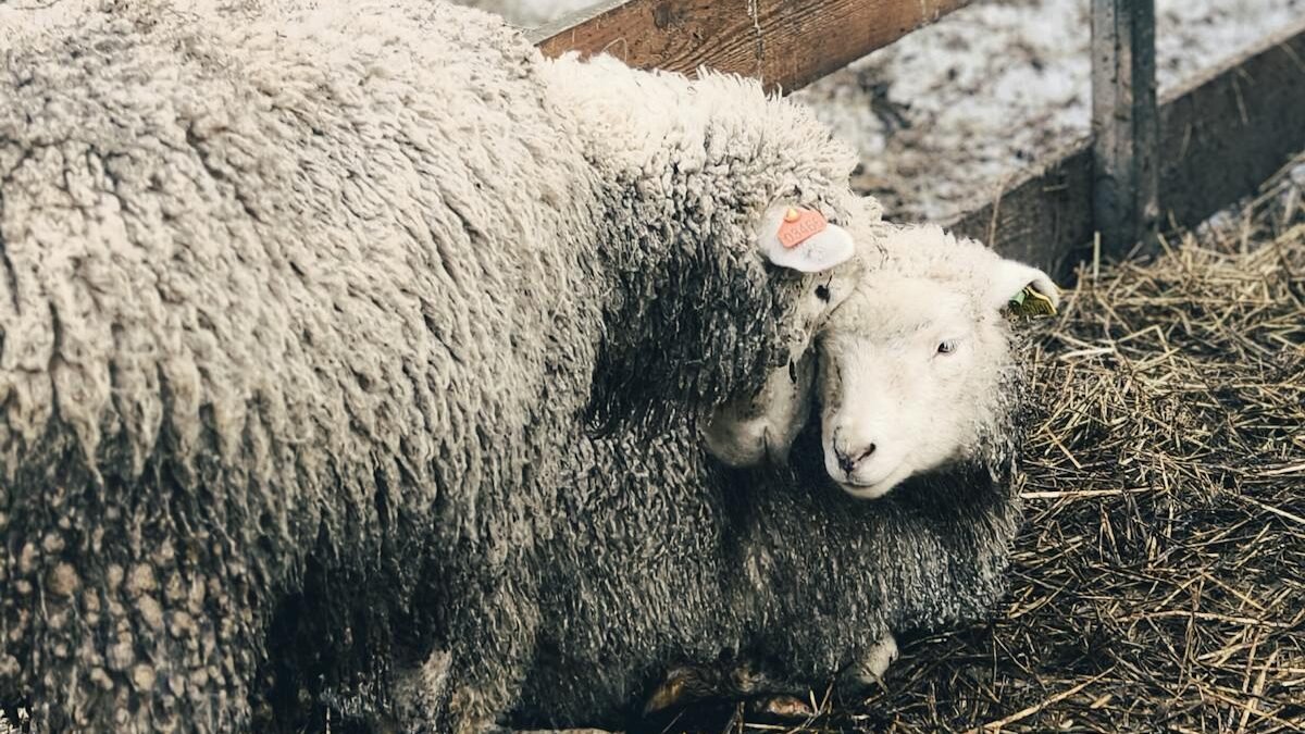 Zwei Schafe in einem rustikalen Holzpferch