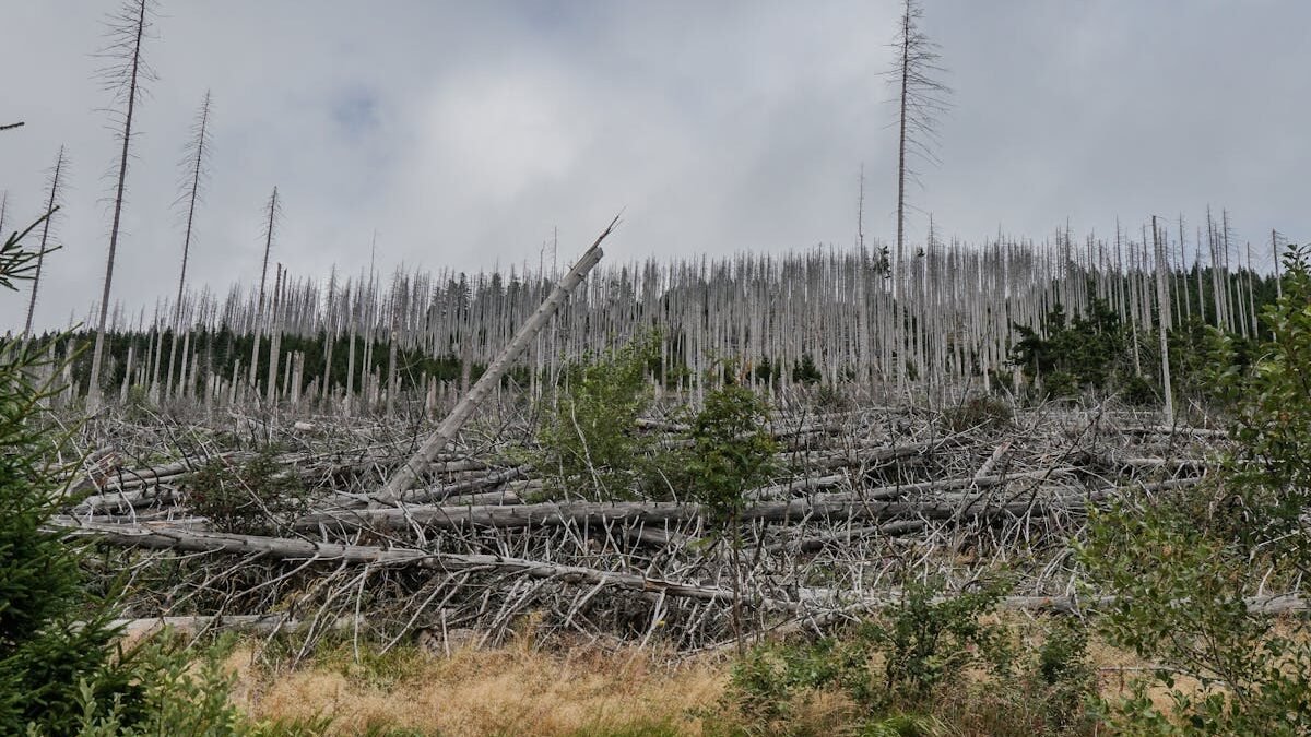 Waldzustand 2026 – Klimastress setzt heimischen Bäumen stark zu