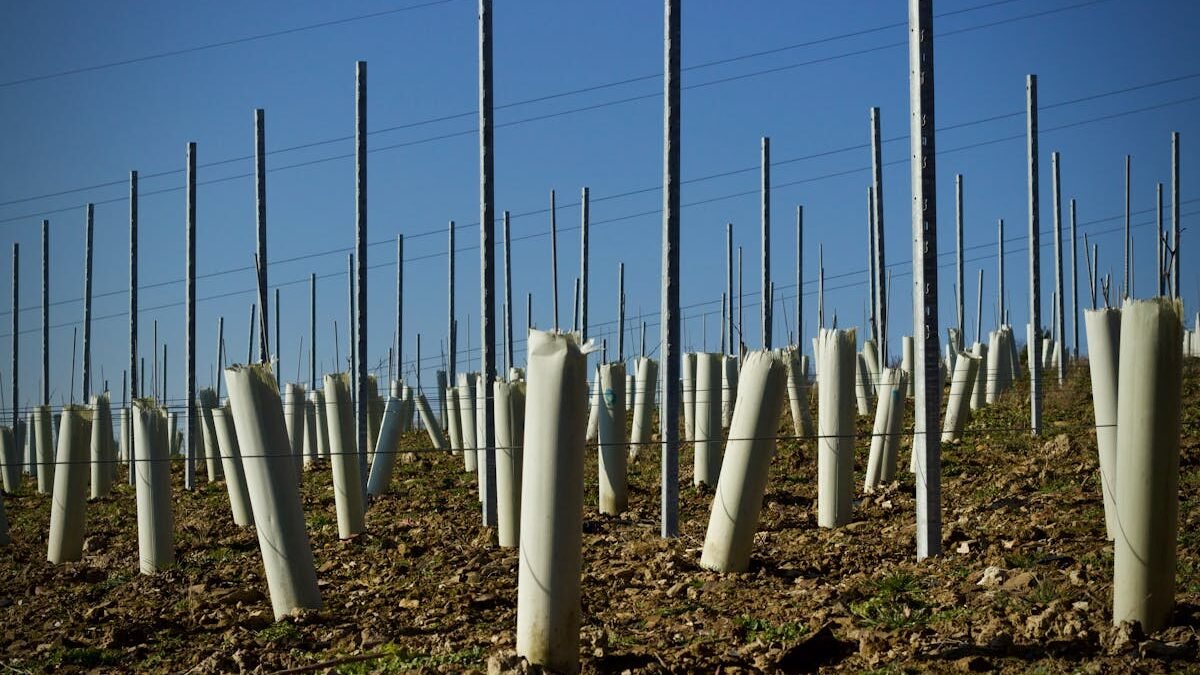 Reihen junger Reben in Schutzhüllen und Pfählen auf einem Weinberg unter blauem Himmel