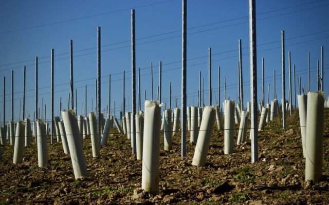 Reihen junger Reben in Schutzhüllen und Pfählen auf einem Weinberg unter blauem Himmel