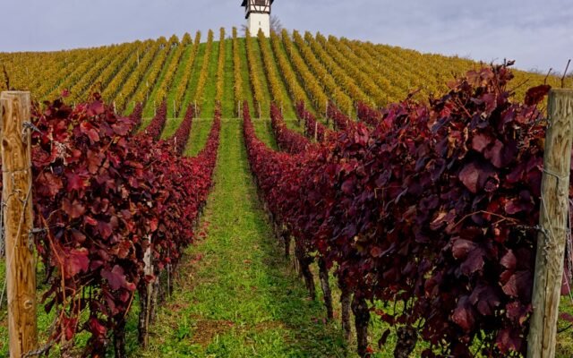 Farbenfroher Weinberg mit einem rustikalen Wartturm unter einem bewölkten Herbsthimmel