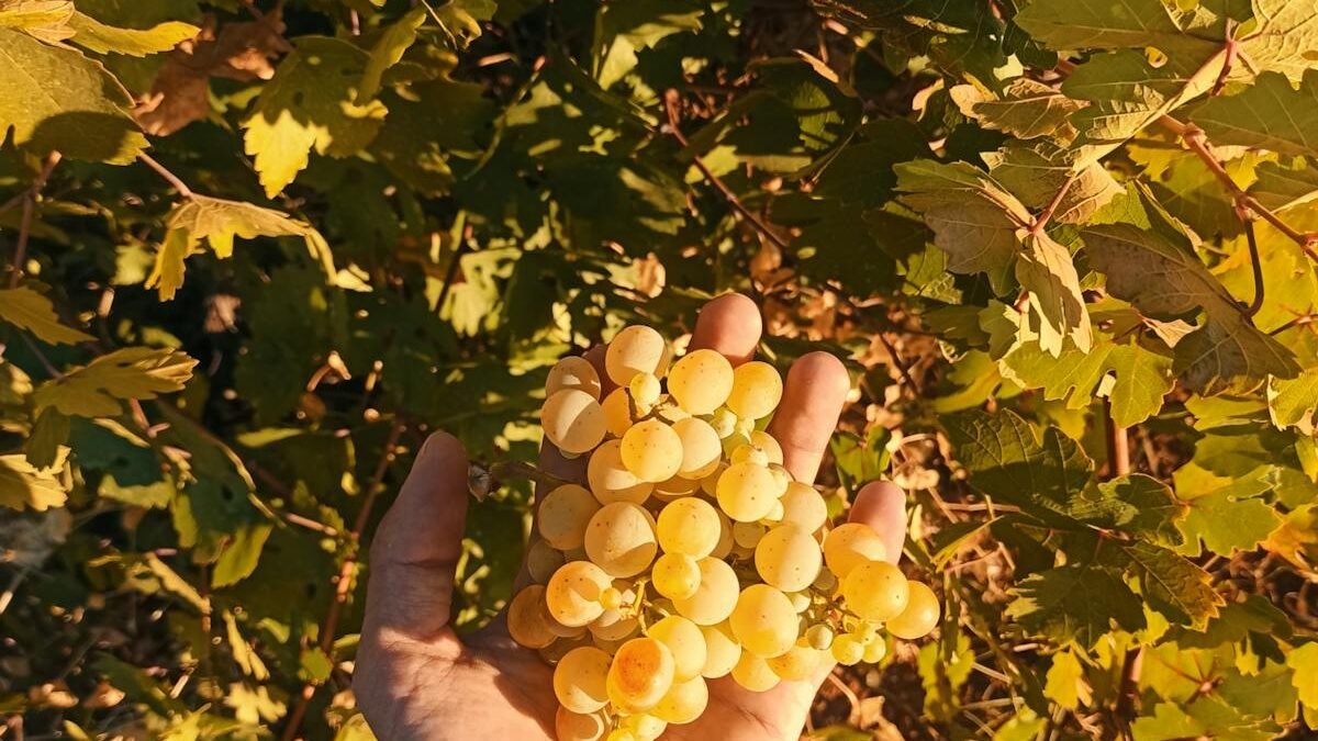 Die Hand eines Mannes hält eine Traube reifer Weintrauben inmitten von Weinlaub im warmen Sonnenlicht
