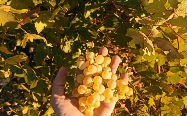 Die Hand eines Mannes hält eine Traube reifer Weintrauben inmitten von Weinlaub im warmen Sonnenlicht